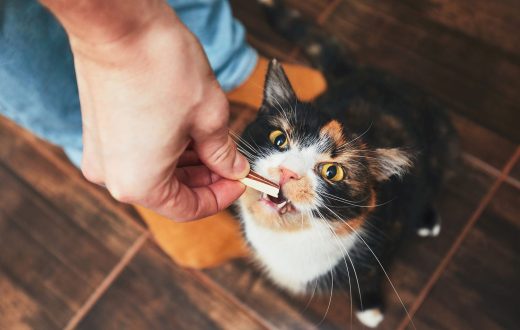 غذاهای ممنوعه برای گربه