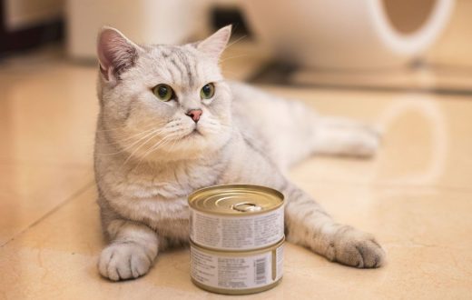 غذای کنسروی برای گربه