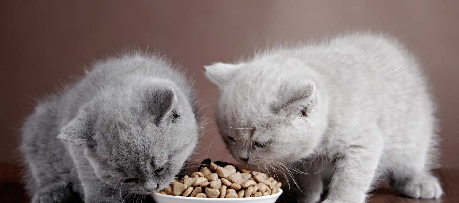 غذای بچه گربه