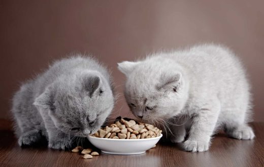 غذای بچه گربه